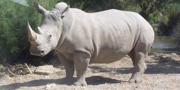 The whito rhino is an endangered specie.