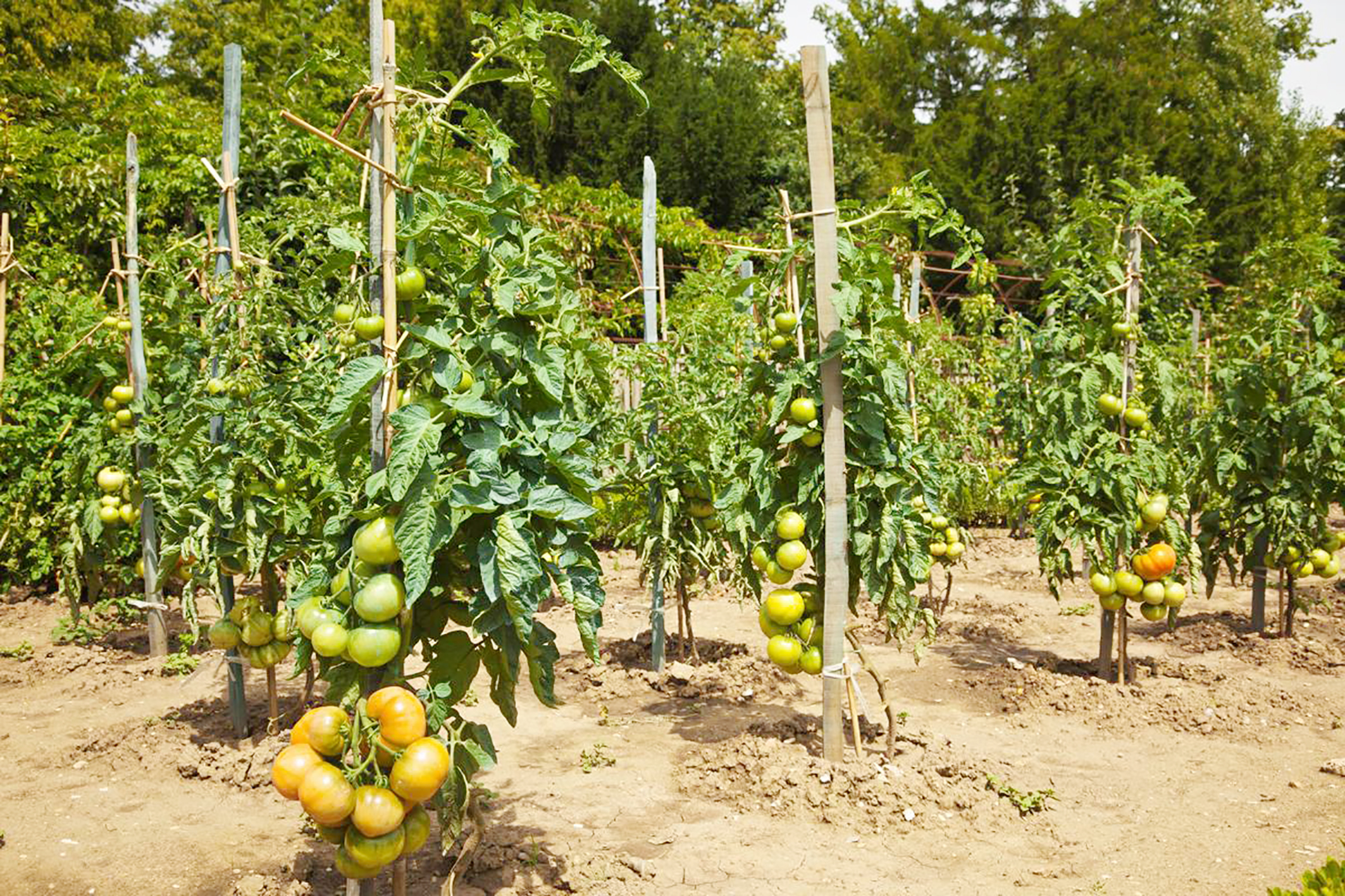 На грядке растут помидоры. Астраханские томаты сорта. Высокорослые черри. Томаты на грядке. Томат черри турбореактивный.
