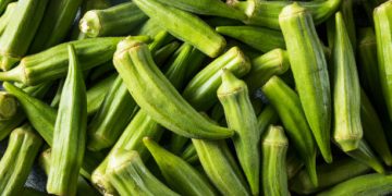 Raw Green Organic Okra Vegetables Ready to Cook
